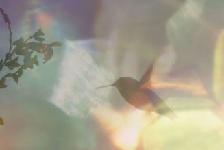 Every Little Thing Is About Life as Much as It Is About Hummingbirds: Sundance Review