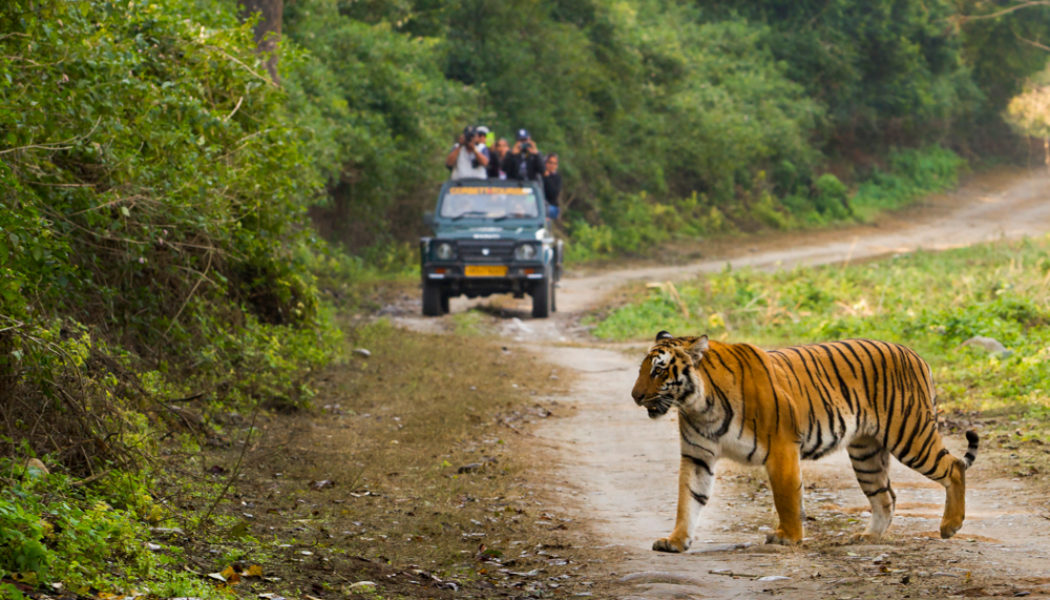 Tips for visiting Jim Corbett National Park: 12 dos and don'ts | Atlas & Boots