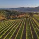 Willamette Valley named among the top travel spots in the US by Forbes