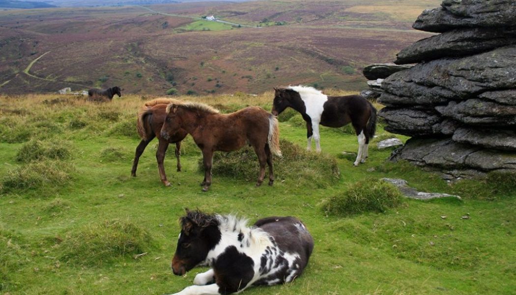 10 best hikes in Dartmoor National Park | Atlas & Boots