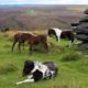 10 best hikes in Dartmoor National Park | Atlas & Boots