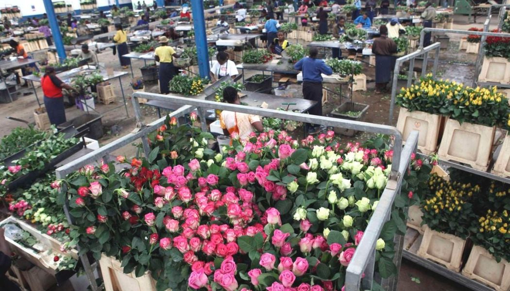 UK waives 8pc duty on Kenya flower exports for two years
