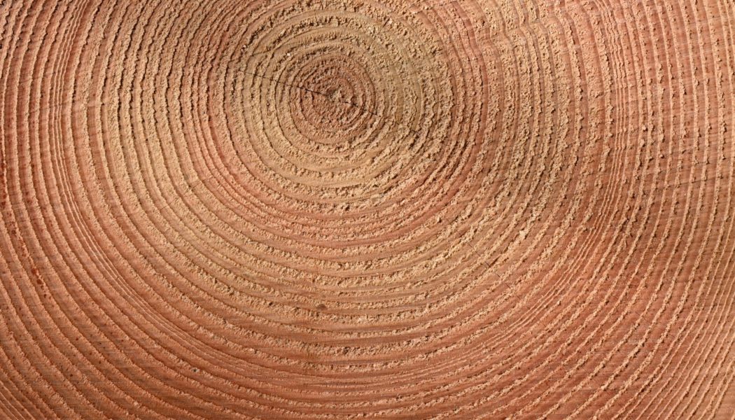 Ancient trees show how hot summers have gotten