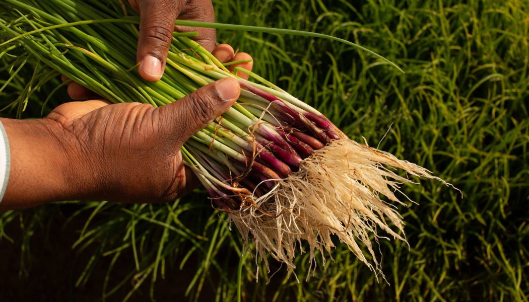 Aquagrain: New Life for Poor Soil