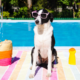 Best U.S. cities to travel to with your dog