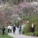 Lilac Festival 2024: Parking, music and what's new this year