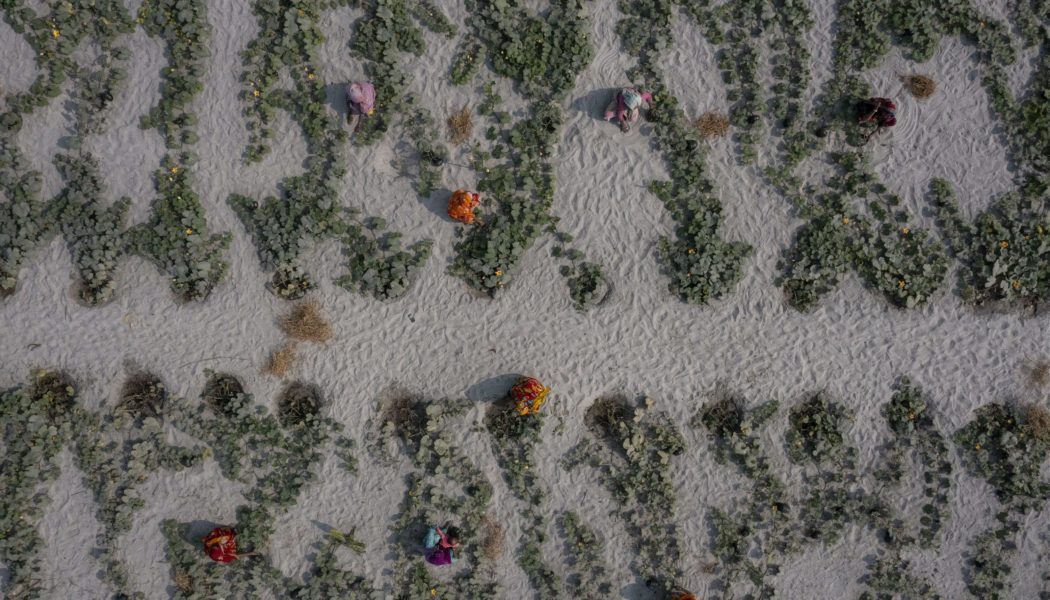 Pumpkin Plus: Making the Sandbars Bloom