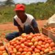 Tomatoes surge to rival egg prices after rains destroy crop
