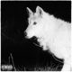 Zacari Rolls Solo on "Lonewolf Still"