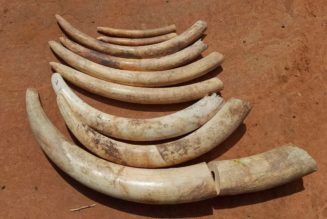 US wants tighter rules on wildlife trafficking, unregulated fishing