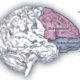 Music composers have more efficient neural pathways in specific brain regions, study finds