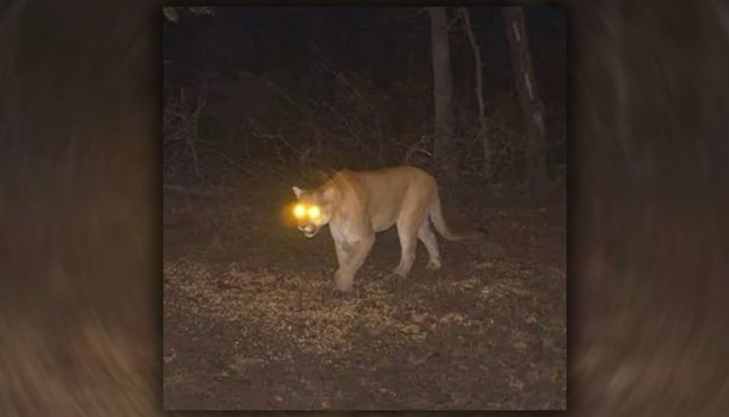 Bruiser Wolf x Zack Fox Unleash "Mountain Lion"