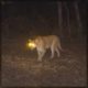 Bruiser Wolf x Zack Fox Unleash "Mountain Lion"