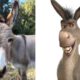 Perry, who inspired Shrek's Donkey character, dies at 30 surrounded by his closest donkey friends