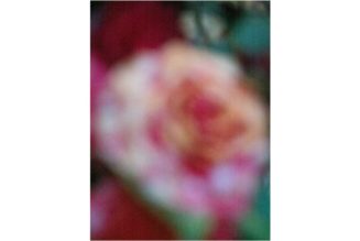 Alessandro Furchino Capria's 'Limehouse Flowers' Land at Saint Laurent Babylone