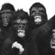 Guerrilla Girls Makes Their New York Homecoming in 'Discrimi-NATION'