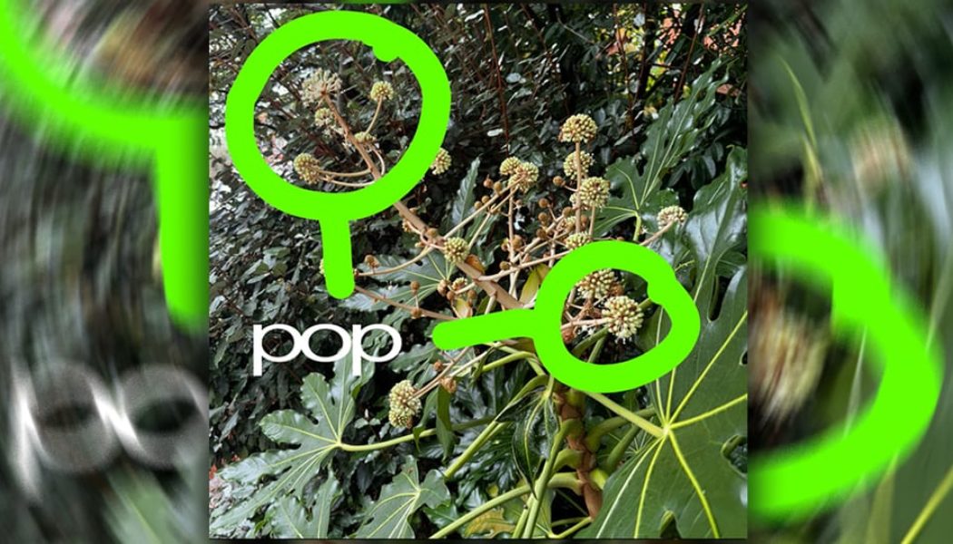 skaiwater Returns With "pop"