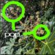 skaiwater Returns With "pop"