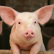 Animal Cruelty Index: which country ranks the worst? | Atlas & Boots