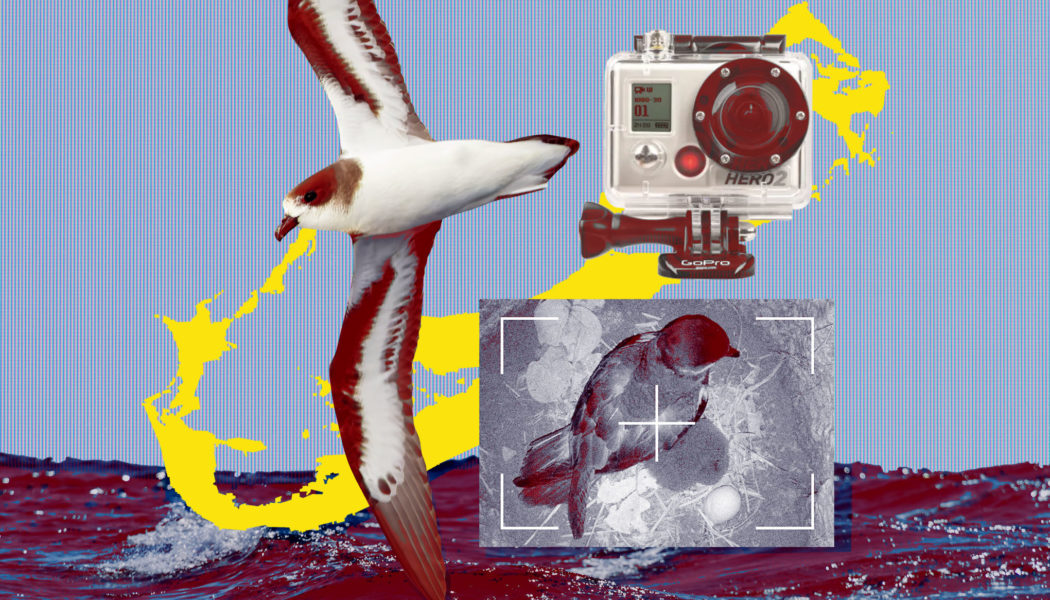 Hacking GoPros to help save the Atlantic’s rarest bird