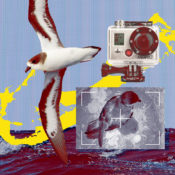 Hacking GoPros to help save the Atlantic’s rarest bird