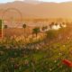 Coachella 2026 Tickets: Complete Buying Guide, Dates & Pricing