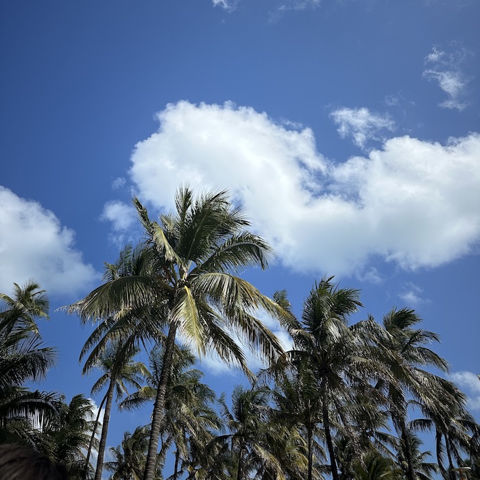 Miami palm trees