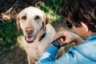 Fi’s AI-powered dog collar lets you monitor pet behavior via Apple Watch