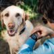 Fi’s AI-powered dog collar lets you monitor pet behavior via Apple Watch