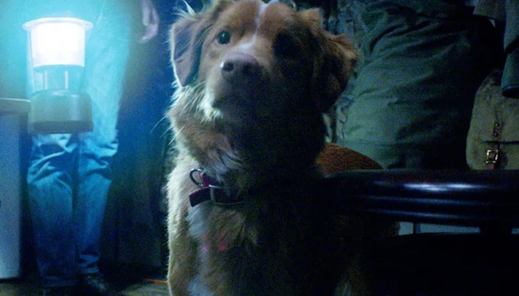 'Good Boy' Official Trailer Shows a Horror Film Entirely from a Dog's Perspective