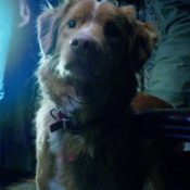 'Good Boy' Official Trailer Shows a Horror Film Entirely from a Dog's Perspective