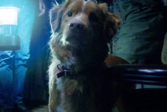 'Good Boy' Official Trailer Shows a Horror Film Entirely from a Dog's Perspective