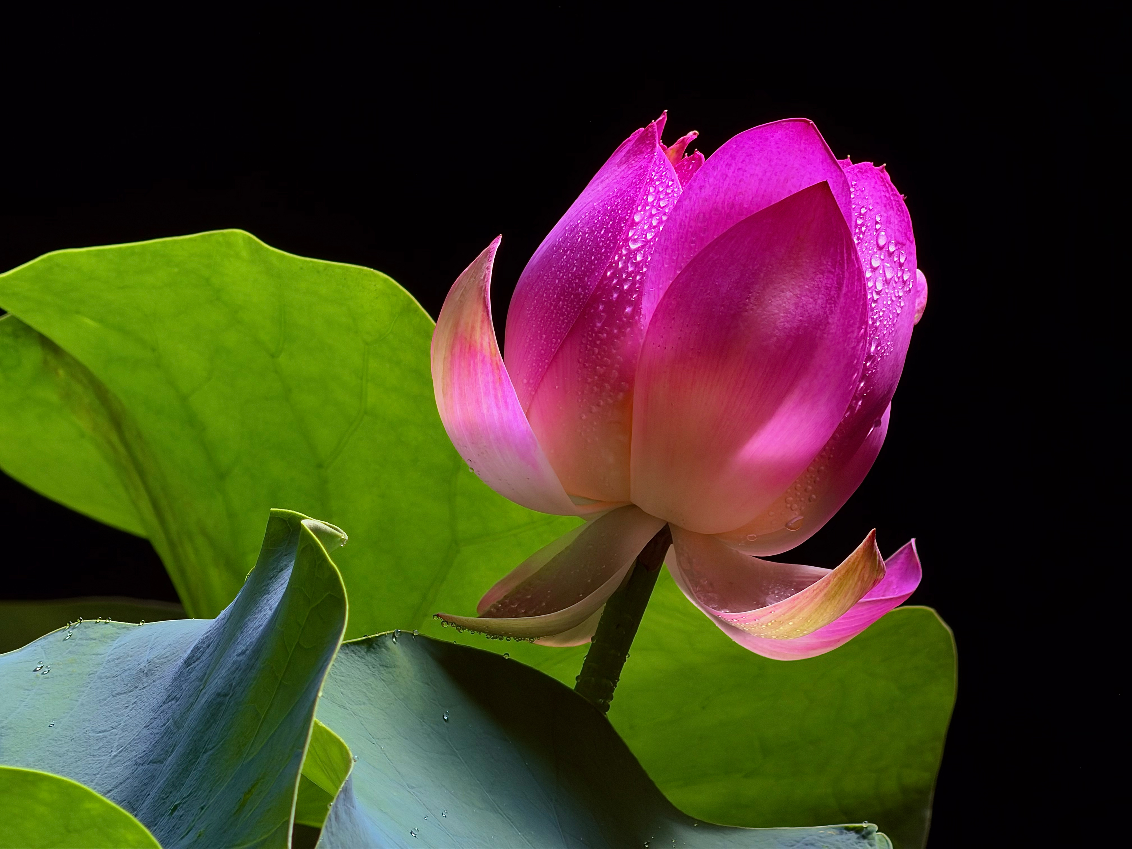 Apple Introduced iPhone 17, iPhone Air, AirPod Pro 3