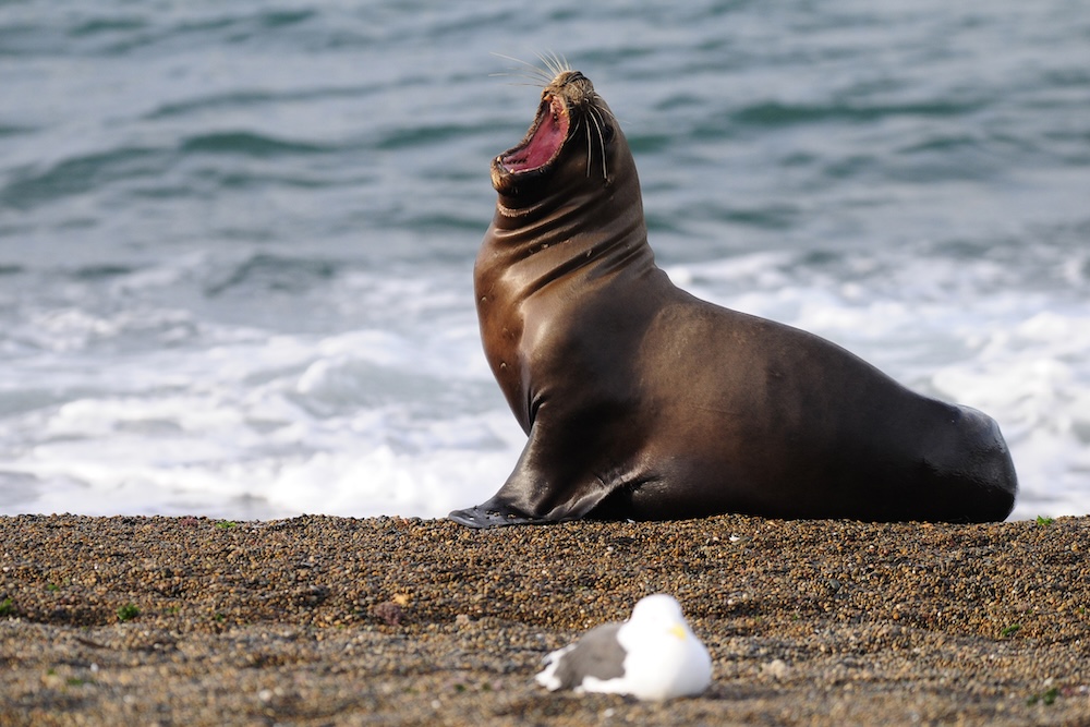 A South American Sea Lion on a stony beach