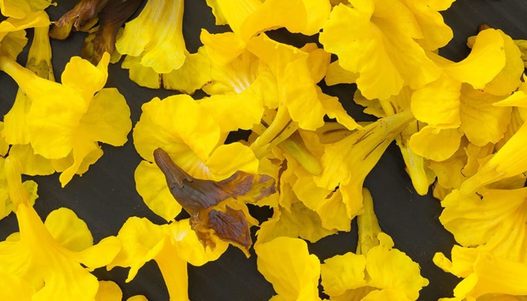 All the Artists Participating in the 15th Shanghai Biennale