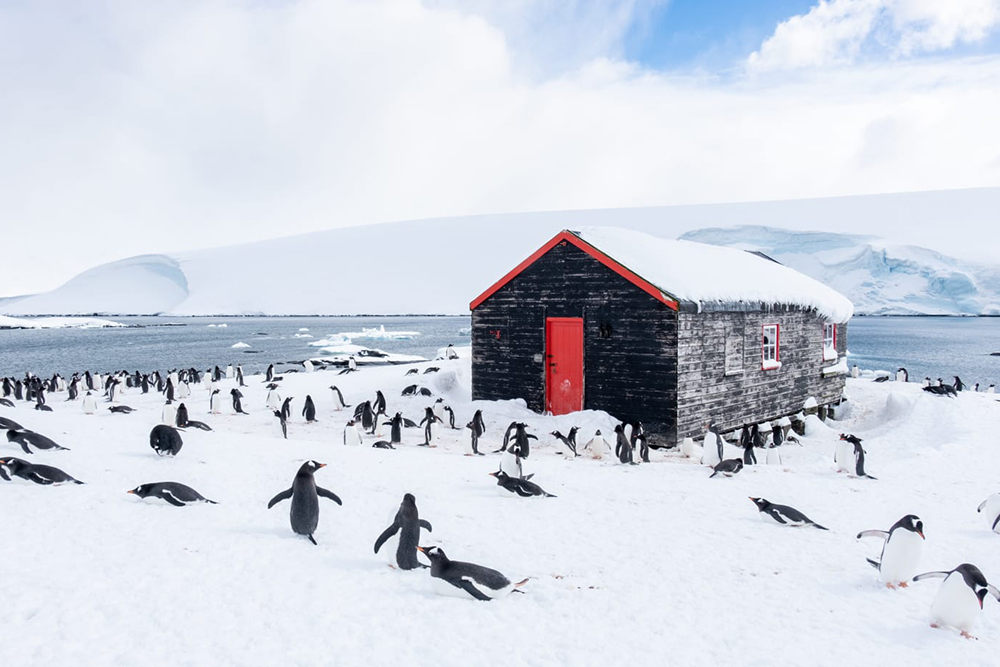 penguins on a snowy Antarctic landscape next to a  historic hut