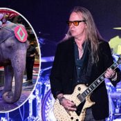 PETA Asks Alice in Chains to Change Band Name to Help Save Circus Elephant