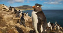 5 Antarctic destinations not to miss on your expedition cruise | Atlas & Boots