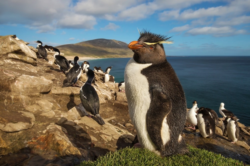 A rockhopper in the flaklands