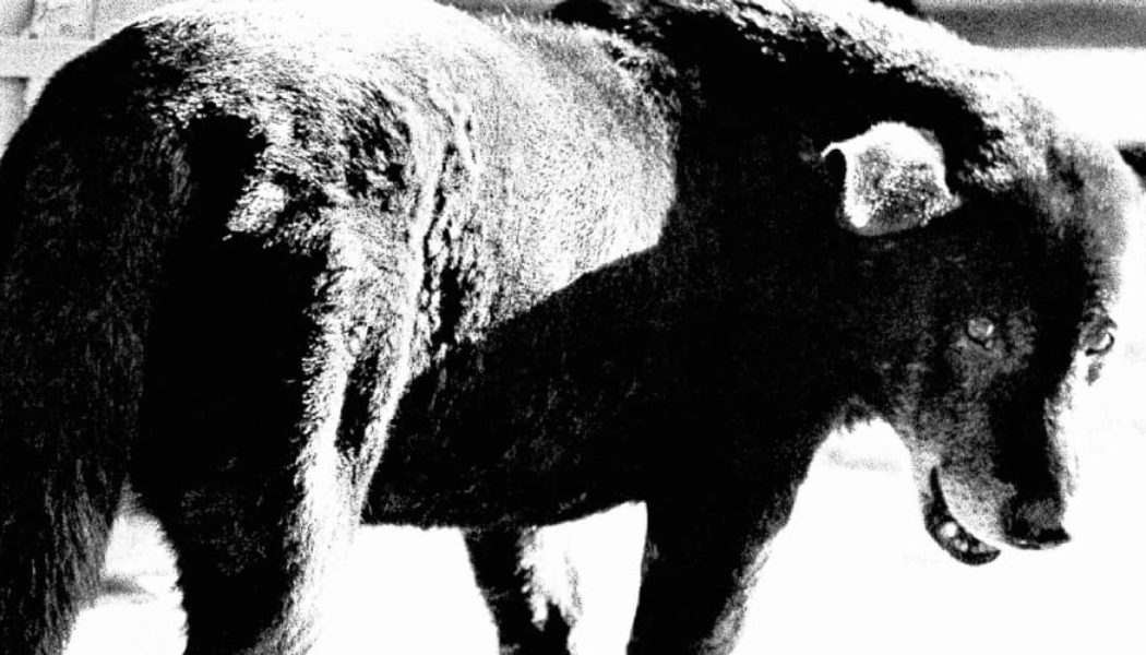 FOTO ARSENAL WIEN To Host One of the Largest Daido Moriyama Retrospectives This Month