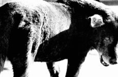 FOTO ARSENAL WIEN To Host One of the Largest Daido Moriyama Retrospectives This Month