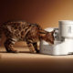 Petkit’s first automatic wet food feeder keeps track of how much your pet eats