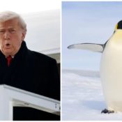 Trump White House Clowned For Not Knowing There Are No Penguins In Greenland