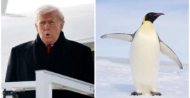 Trump White House Clowned For Not Knowing There Are No Penguins In Greenland