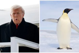 Trump White House Clowned For Not Knowing There Are No Penguins In Greenland