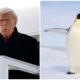 Trump White House Clowned For Not Knowing There Are No Penguins In Greenland