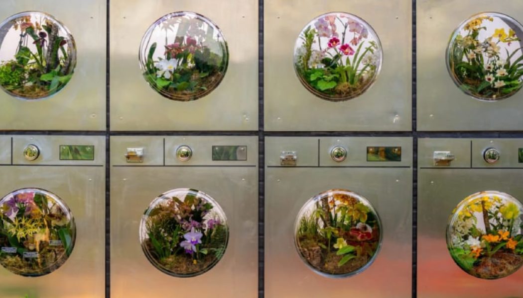 Mr. Flower Fantastic’s Orchid Show at the NYBG Celebrates City Grit With Blooming Beauty