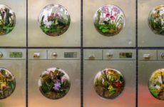 Mr. Flower Fantastic’s Orchid Show at the NYBG Celebrates City Grit With Blooming Beauty