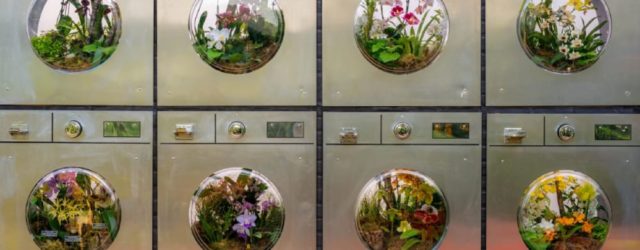 Mr. Flower Fantastic’s Orchid Show at the NYBG Celebrates City Grit With Blooming Beauty