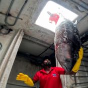 Sushi-Hunger – Lifestyle mit Schattenseiten im TV - Sendung - TV SPIELFILM